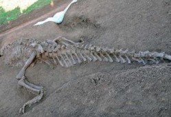 赣县恐龙化石爆料案件最新,揭秘古生物宝藏背后的法律纷争